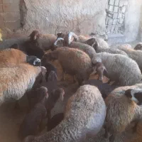 گوسفند میش بره|حیوانات مزرعه|بیستون, |دیوار