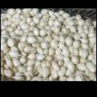 ۴هزارمتر پیاز غده کاشته شد