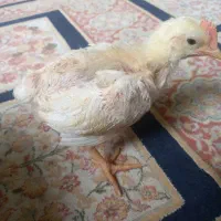 جوجه گوشتی