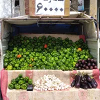 فلفل دلمه ۸۰ هزار میدان جهاد