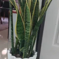 گل سانسوریا ابلغ بزرگ|گل و گیاه طبیعی|تهران, افسریه جنوبی|دیوار