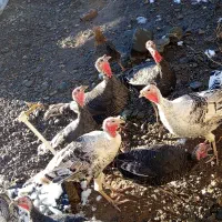 بوقلمون ماده و نر