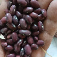 لوبیا قرمز کیلویی ۲۳۵ درشت و مرعوب ...۴ تن موجود