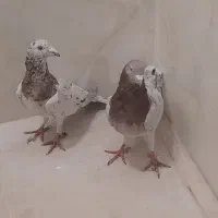 کبوتر پلاکی اصل سرور