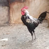 تخم‌ نطفه دارمرغ مینیاتوری|حیوانات مزرعه|پاکدشت, پاکدشت (مامازند)|دیوار