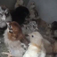 جوجه محلی هفت روزه