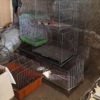 تعدادی قفس پرند