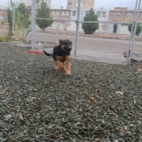 توله ژرمن سه ماهه ماده شناسنامه دار|سگ|کرمانشاه, |دیوار