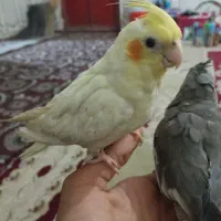 شادگان|پرنده|شادگان, |دیوار