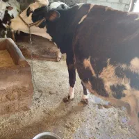 گاو|حیوانات مزرعه|نورآباد, |دیوار