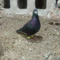 کفتر|پرنده|تایباد, |دیوار