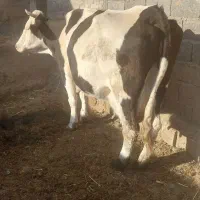 س گاو شیری۲۰ شیرسه ماه تا چهار ماه اوستن حراج