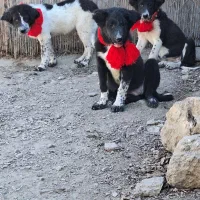 واگزاری توله های قدرجونی