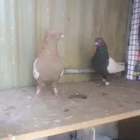 کفتر فروشی|پرنده|شیروان (خراسان), |دیوار