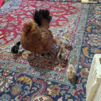 مرغ به همراه 6جوجه