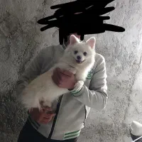 سگ پامر ۸ماهه آموزش دیده