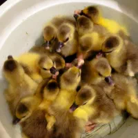 جوجه غاز محلی و دورگه اوکراینی