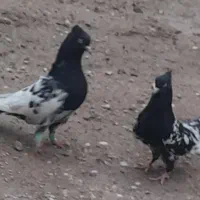 کبوتر درجه 1