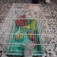 یک عدد قفس پرنده