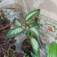 گل طبیعی|گل و گیاه طبیعی|یاسوج, |دیوار