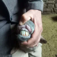 میش دوقلو|حیوانات مزرعه|گرمخان, |دیوار