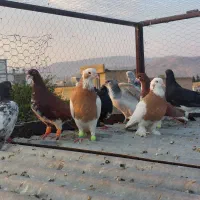 شهری و بهبونی