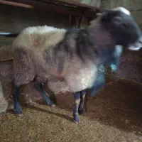 فروش قوچ نراصیل  از نژاد رومانف فرانسوی