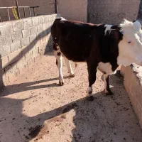 گوساله سیمنتال|حیوانات مزرعه|لیلان, |دیوار