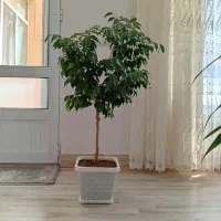 گل زیبای بنجامین