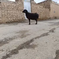 شیشک جوان جهت قریانی