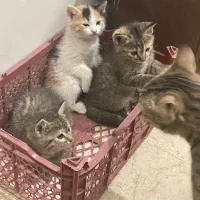 گربه