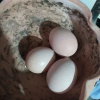 فروش تخم نطفه دار برهما|حیوانات مزرعه|نوشهر, |دیوار