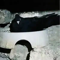 کبوتر زاغ آبادانی