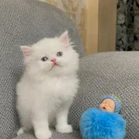 گر به های ارزون تهران (اسکاتیش بریتیش پرشین رگدال)|گربه|تهران, پونک|دیوار