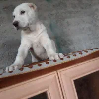 ماده الابای روسی|سگ|سیمین شهر, |دیوار