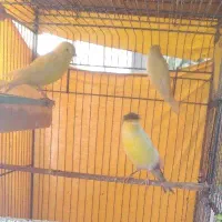 قناری فنج پرنده