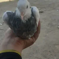 زاغ صرب و طوقی|پرنده|شیراز, آبیاری|دیوار