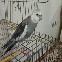 عروس هلندی