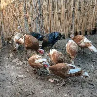 فروش بوقلمون بوربون و برنز