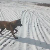 سلام یک عدد توله سرابی ماده هشت ملیون|سگ|رزن, |دیوار