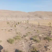 باغ 1000 متری