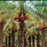 خوش بندی و گراز باقیمت مناسب