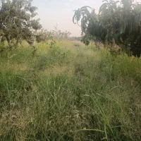 هرس کردن درخت|خدمات باغبانی و درختکاری|گرگان, |دیوار