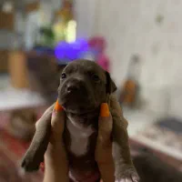 توله پیت بول|سگ|تهران, شارق|دیوار