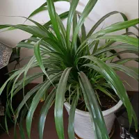 گل طبیعی درسایز بزرگ و کوچک