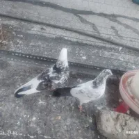 کبوتر