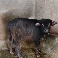 بالاخ گاومیش نر