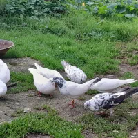 کبوتر پرشی|پرنده|لشت نشا, |دیوار