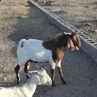 فروش گیسه با کره زه اول