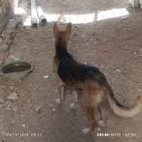 سگ ژرمن شناسنامه دار|سگ|شیراز, کرونی(خاتونک)|دیوار